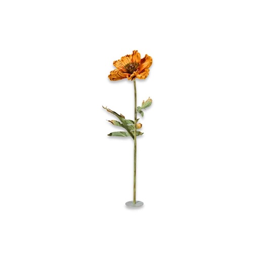 DE-ED-AMNL Riesiger orangefarbener Mohn